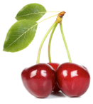 cerises_pms_2